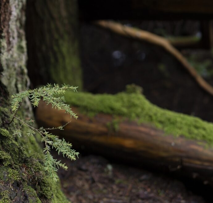 Close up of pine tree branch